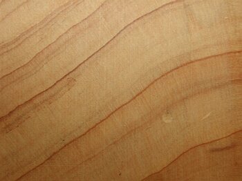 Cupresus macrocarpa